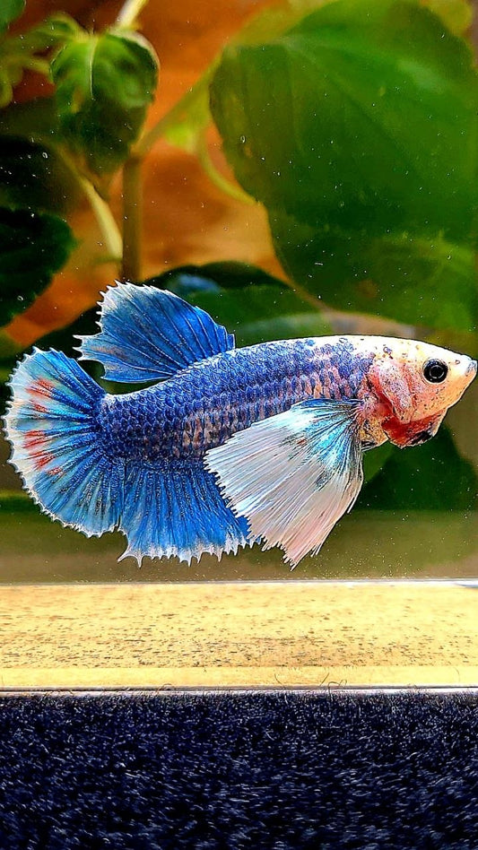 XL FEMALE HMPK SUPER DUMBO EAR BLUE MASCOT BETTA FISH