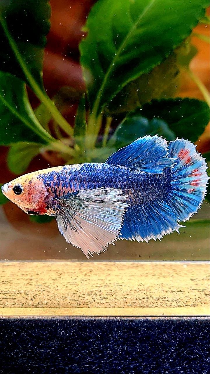 XL FEMALE HMPK SUPER DUMBO EAR BLUE MASCOT BETTA FISH