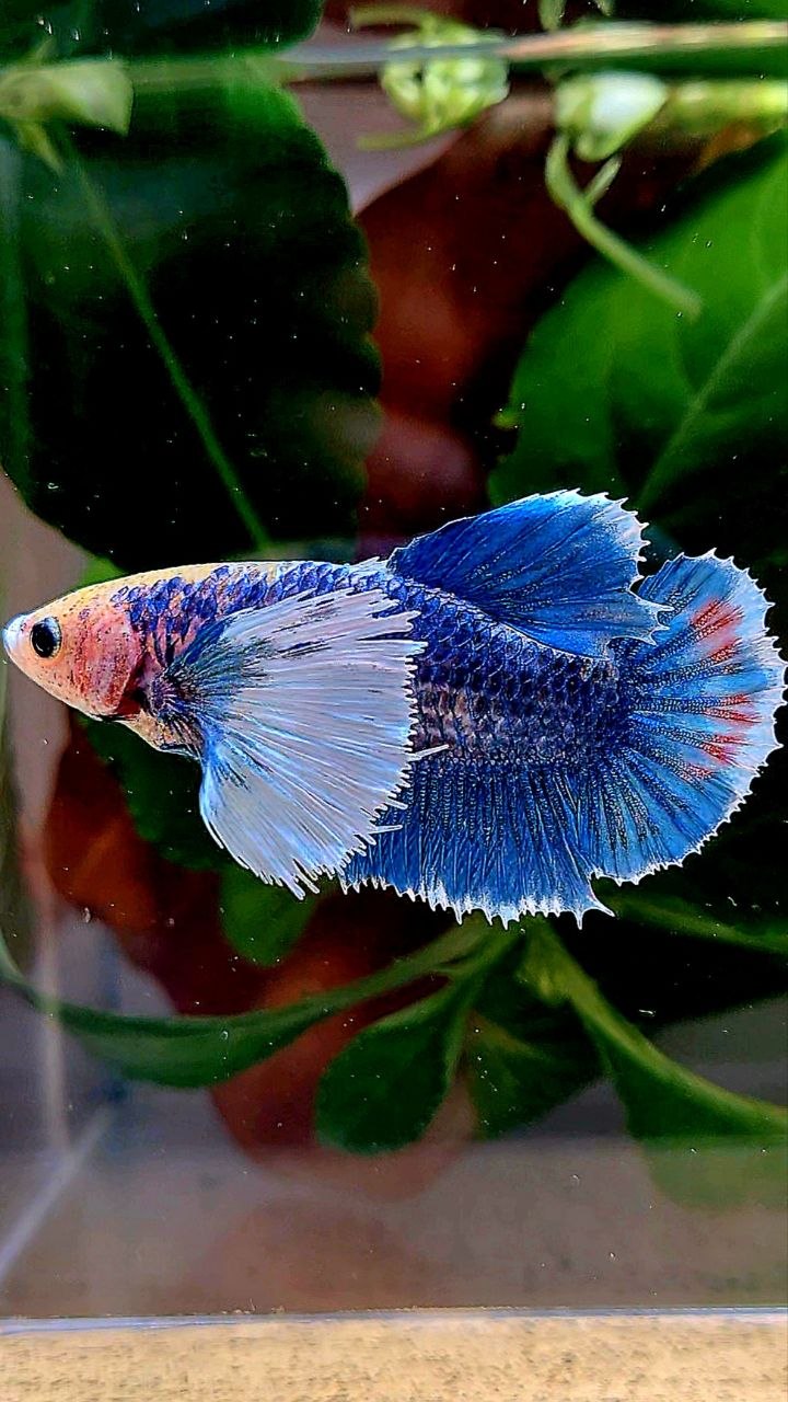 XL FEMALE HMPK SUPER DUMBO EAR BLUE MASCOT BETTA FISH