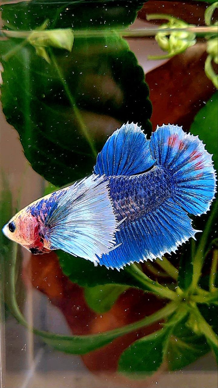 XL FEMALE HMPK SUPER DUMBO EAR BLUE MASCOT BETTA FISH