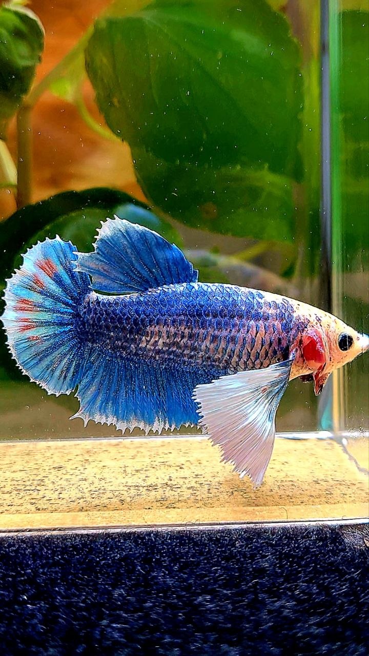 XL FEMALE HMPK SUPER DUMBO EAR BLUE MASCOT BETTA FISH