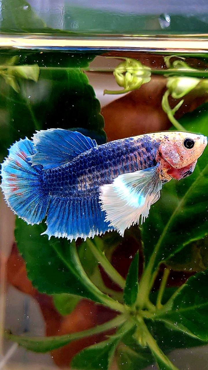 XL FEMALE HMPK SUPER DUMBO EAR BLUE MASCOT BETTA FISH