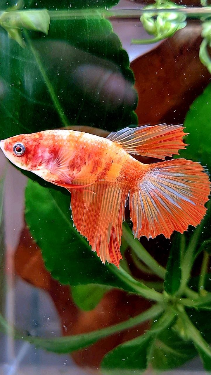 FEMALE HALFMOON LEOPARD FIRE BETTA FISH