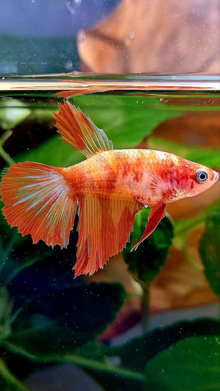 FEMALE HALFMOON LEOPARD FIRE BETTA FISH