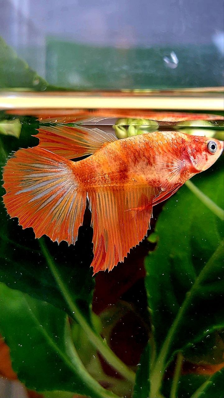 FEMALE HALFMOON LEOPARD FIRE BETTA FISH