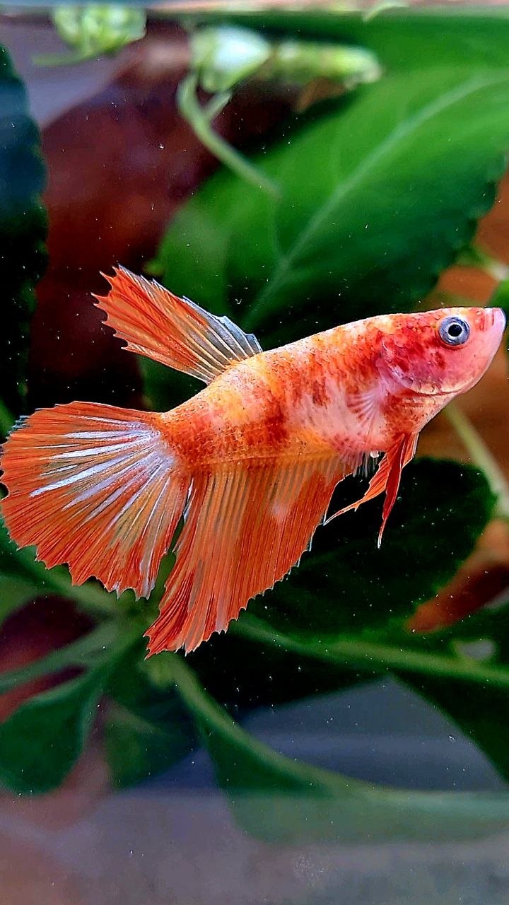FEMALE HALFMOON LEOPARD FIRE BETTA FISH