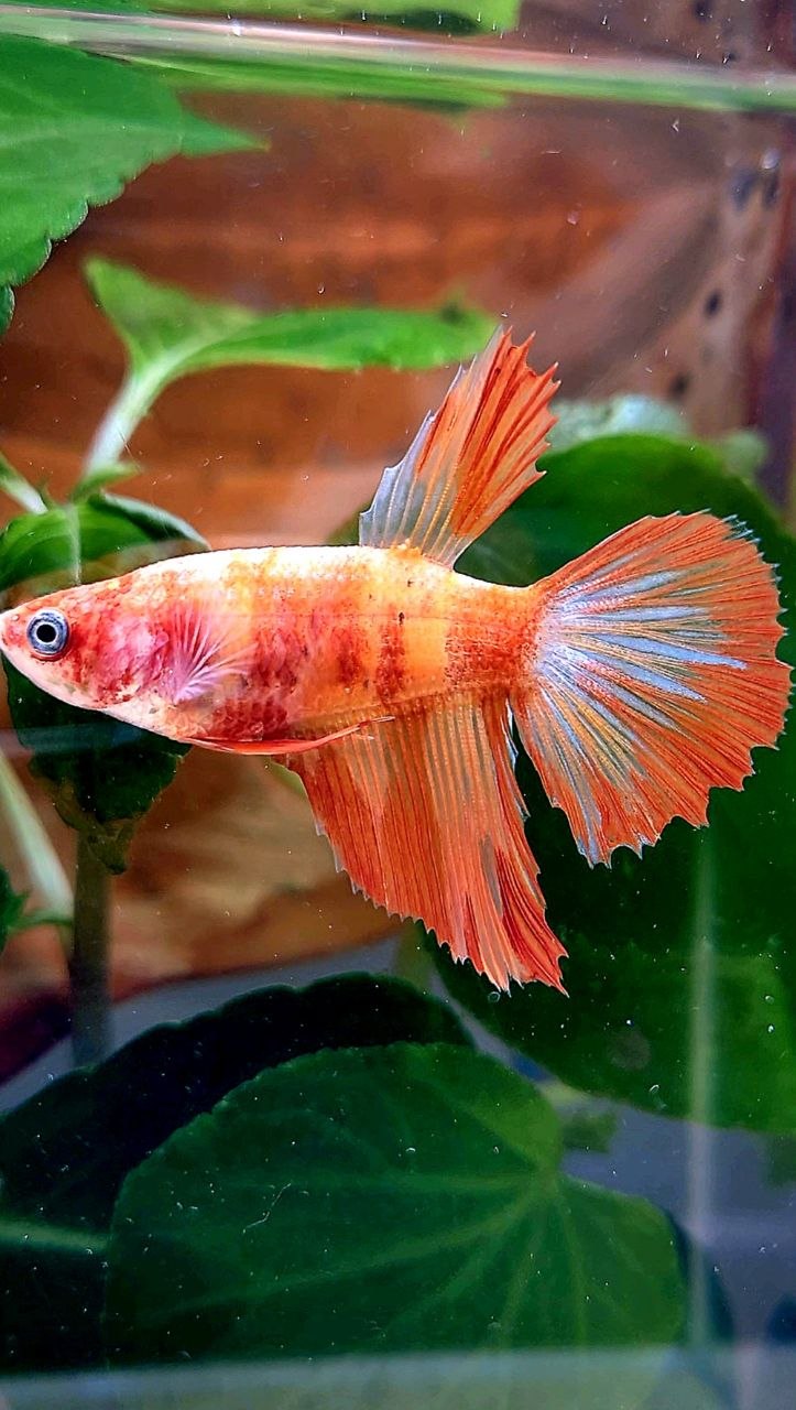 FEMALE HALFMOON LEOPARD FIRE BETTA FISH