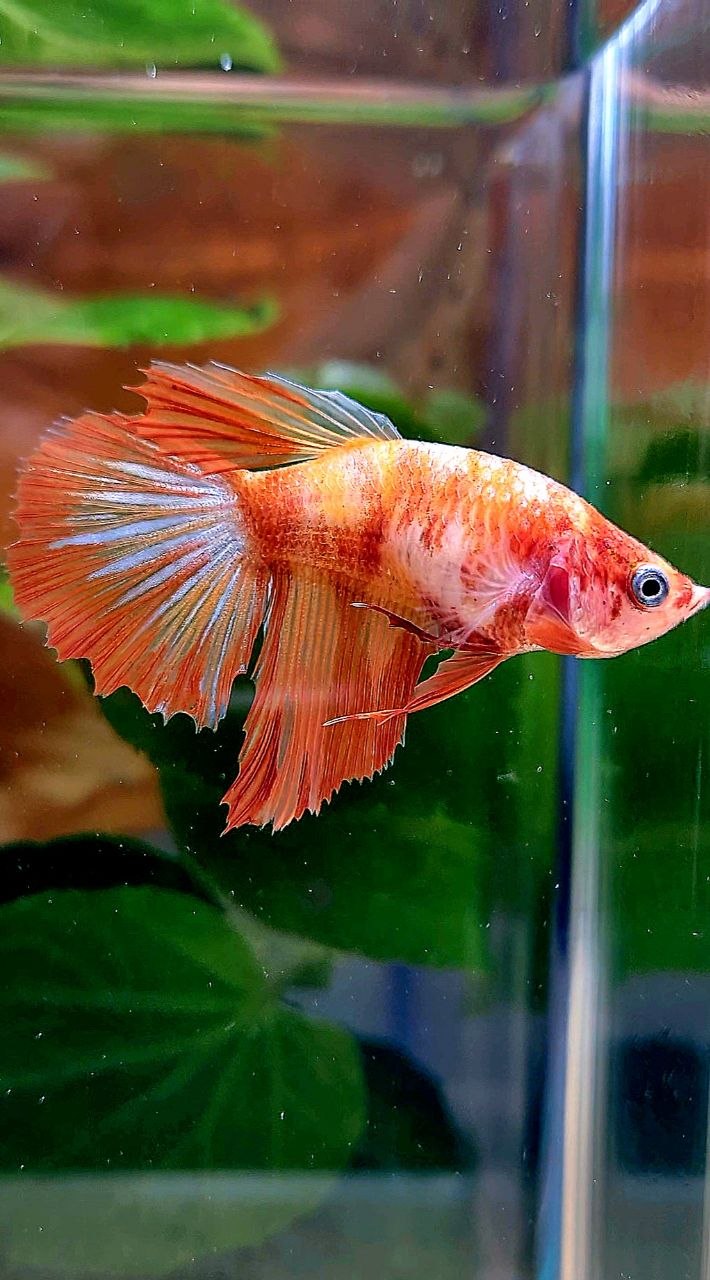 FEMALE HALFMOON LEOPARD FIRE BETTA FISH