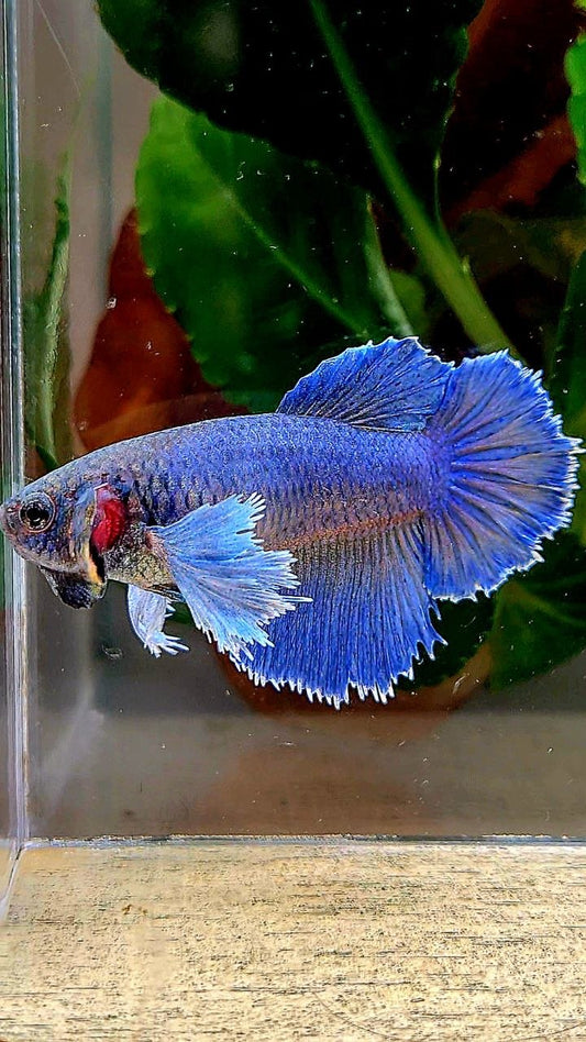 XL FEMALE HALFMOON BLUE YELLOW BETTA FISH