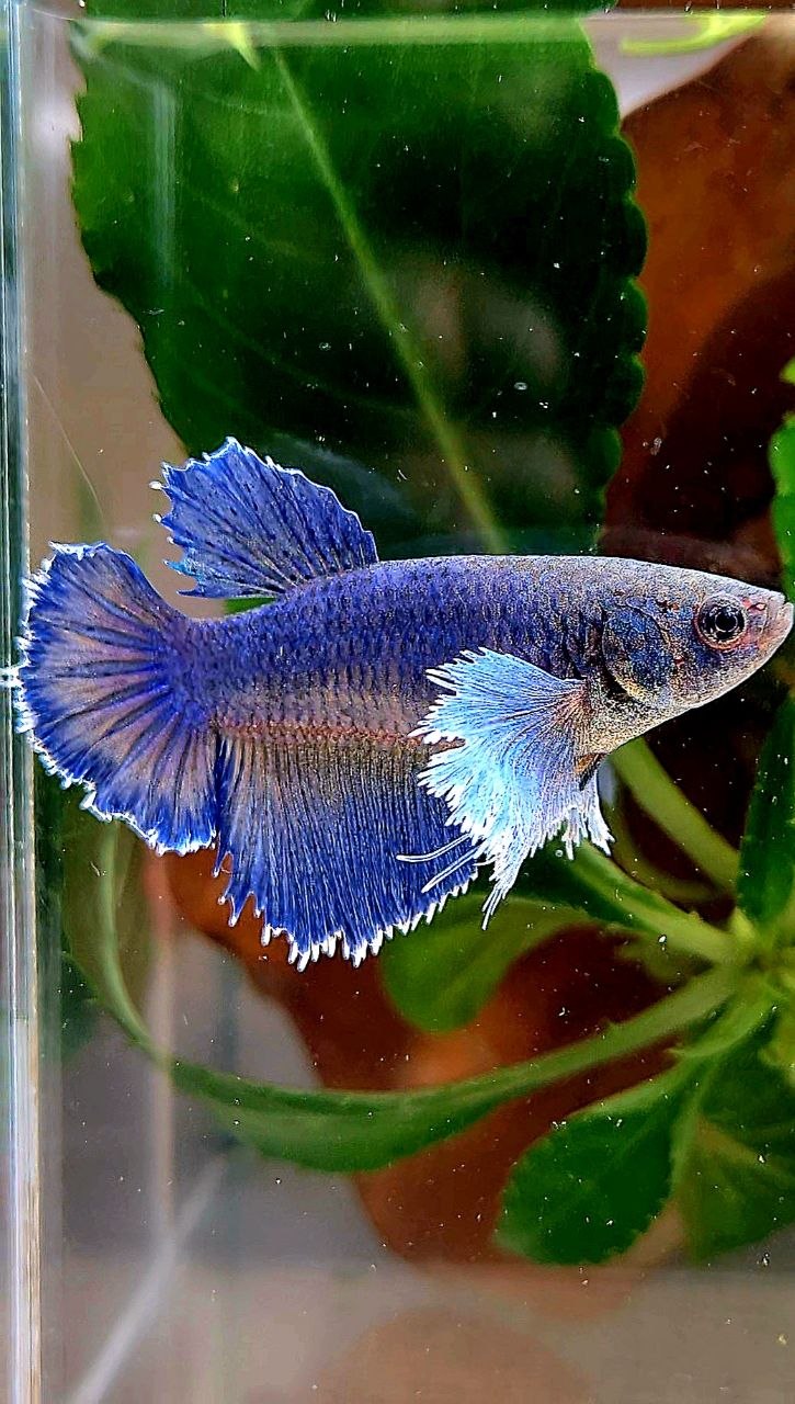 XL FEMALE HALFMOON BLUE YELLOW BETTA FISH