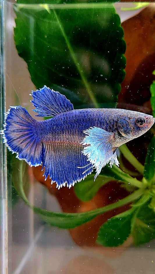 XL FEMALE HALFMOON BLUE YELLOW BETTA FISH