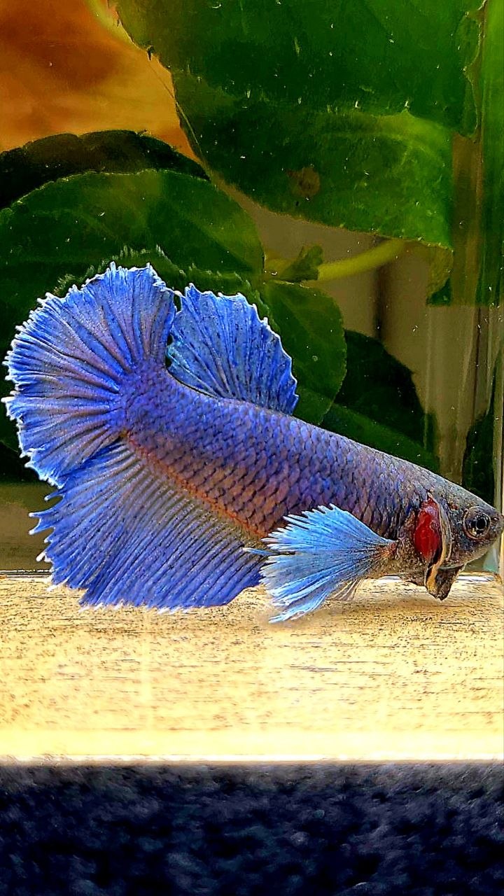 XL FEMALE HALFMOON BLUE YELLOW BETTA FISH