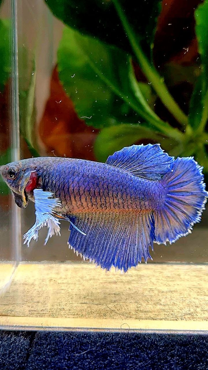 XL FEMALE HALFMOON BLUE YELLOW BETTA FISH