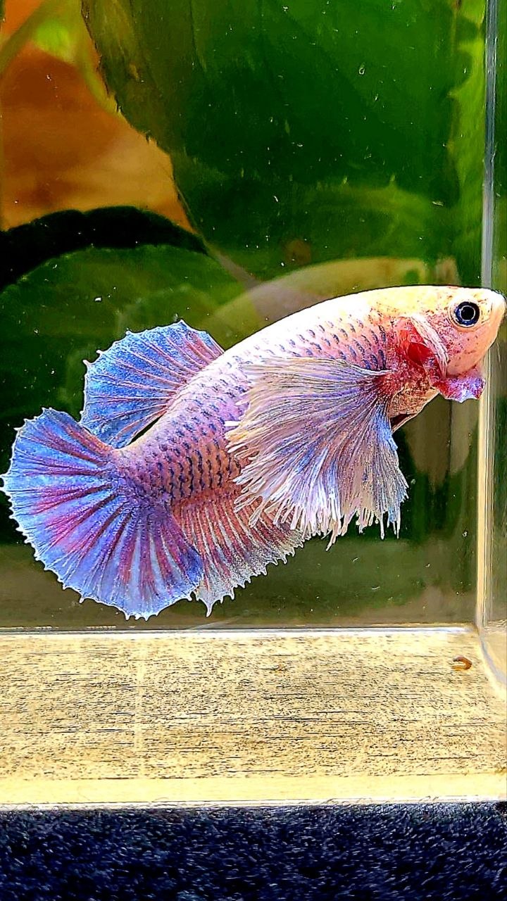 FEMALE PLAKAT SUPER DUMBO EAR PURPLE MASCOT BETTA FISH