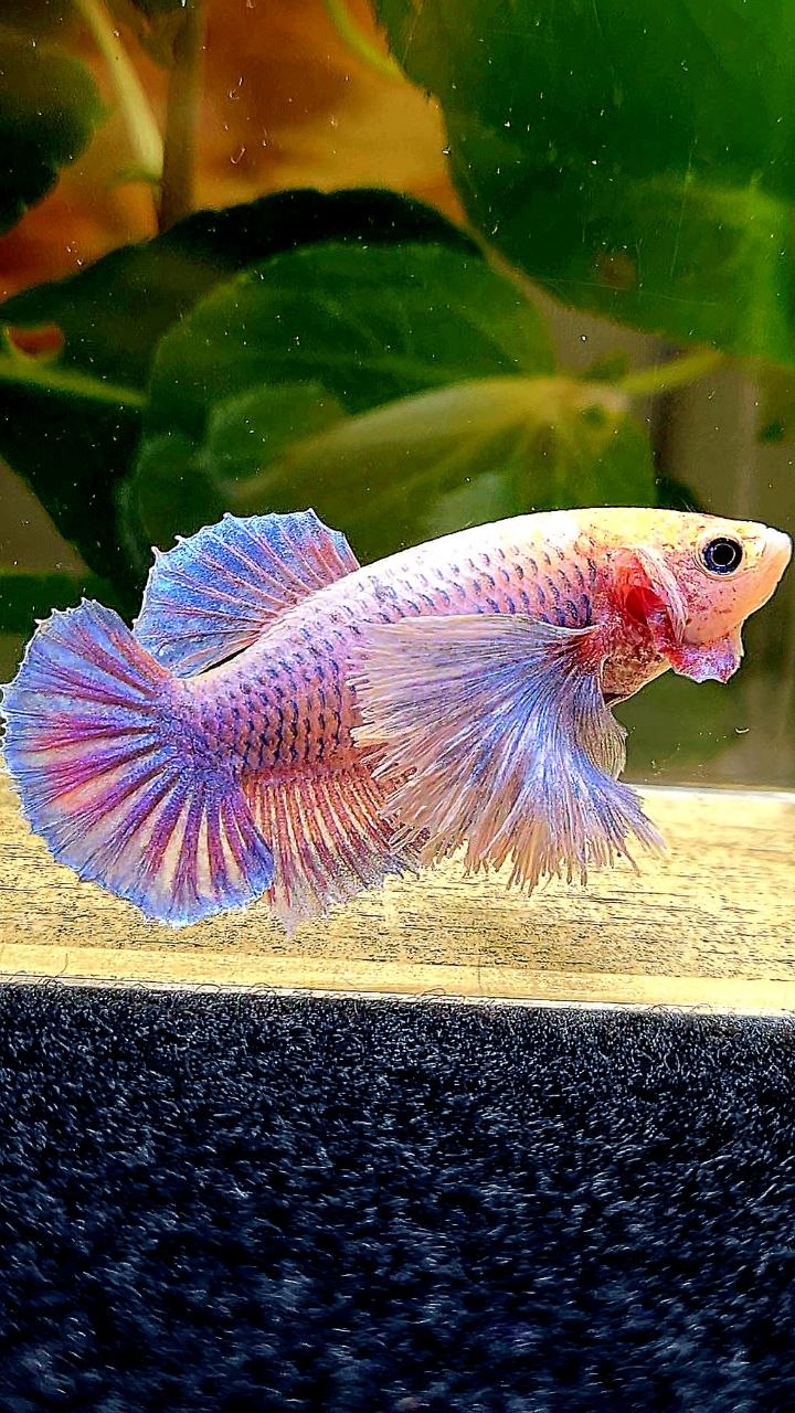 FEMALE PLAKAT SUPER DUMBO EAR PURPLE MASCOT BETTA FISH