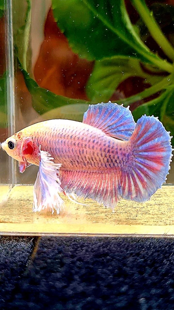 FEMALE PLAKAT SUPER DUMBO EAR PURPLE MASCOT BETTA FISH