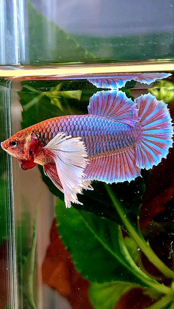 XL FEMALE PLAKAT DUMBO EAR PURPLE UNICORN BETTA FISH