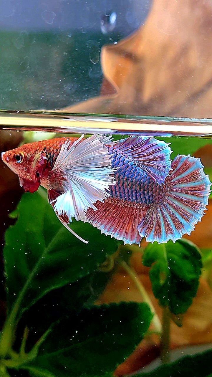 XL FEMALE PLAKAT DUMBO EAR PURPLE UNICORN BETTA FISH