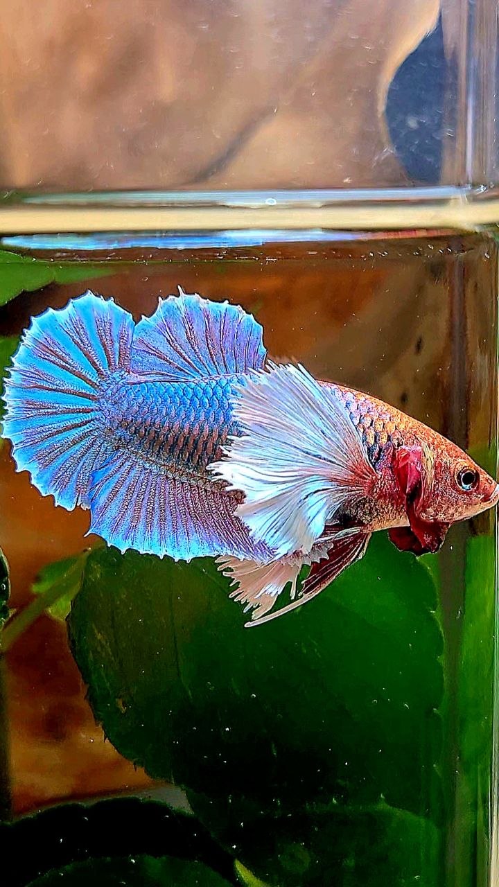 XL FEMALE PLAKAT DUMBO EAR PURPLE UNICORN BETTA FISH