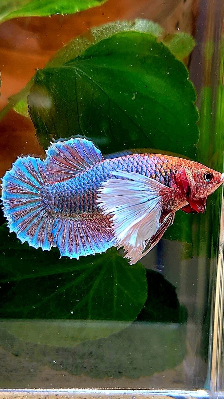 XL FEMALE PLAKAT DUMBO EAR PURPLE UNICORN BETTA FISH