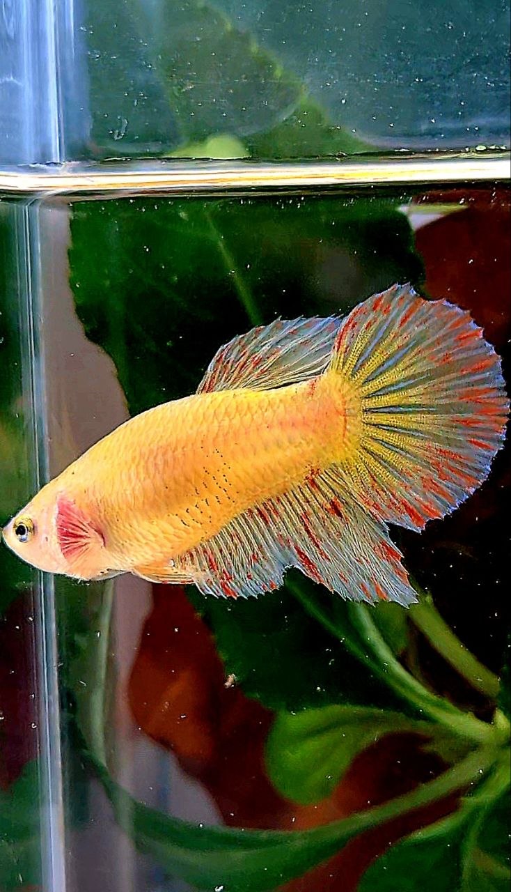 XL FEMALE HALFMOON YELLOW VANDA BETTA FISH