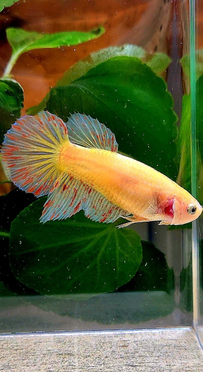 XL FEMALE HALFMOON YELLOW VANDA BETTA FISH