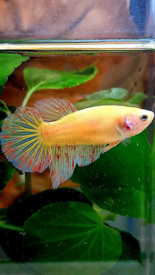 XL FEMALE HALFMOON YELLOW VANDA BETTA FISH