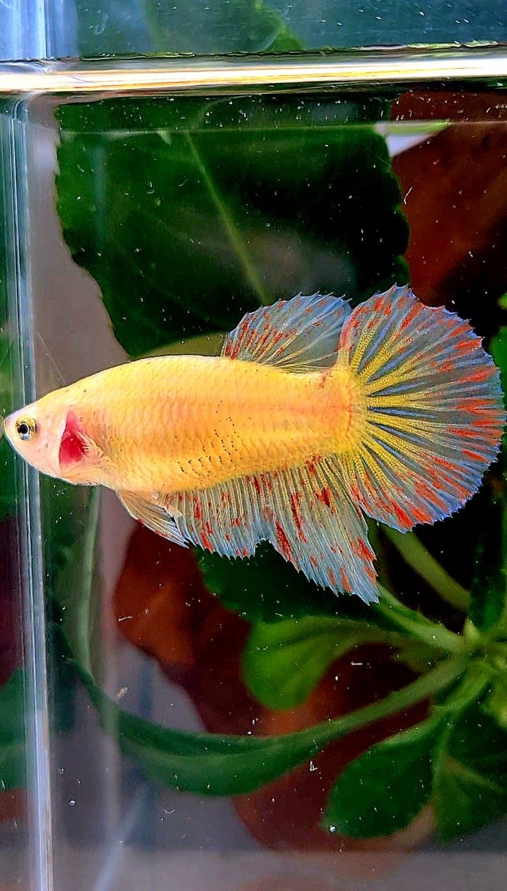 XL FEMALE HALFMOON YELLOW VANDA BETTA FISH