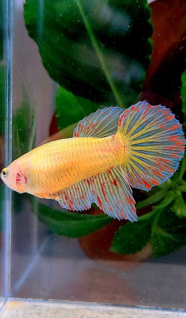 XL FEMALE HALFMOON YELLOW VANDA BETTA FISH