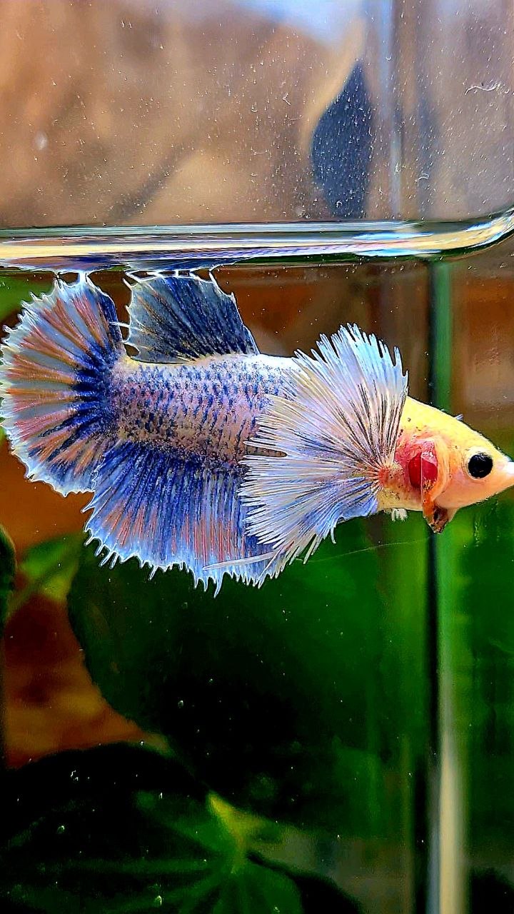XL FEMALE HALFMOON SUPER DUMBO EAR YELLOW BLUE MASCOT BETTA FISH