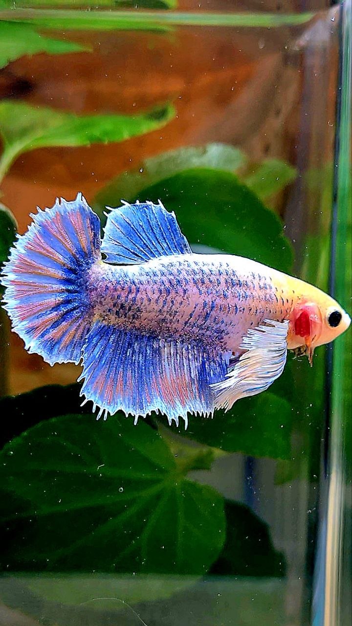 XL FEMALE HALFMOON SUPER DUMBO EAR YELLOW BLUE MASCOT BETTA FISH