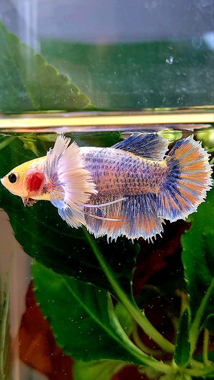 XL FEMALE HALFMOON SUPER DUMBO EAR YELLOW BLUE MASCOT BETTA FISH