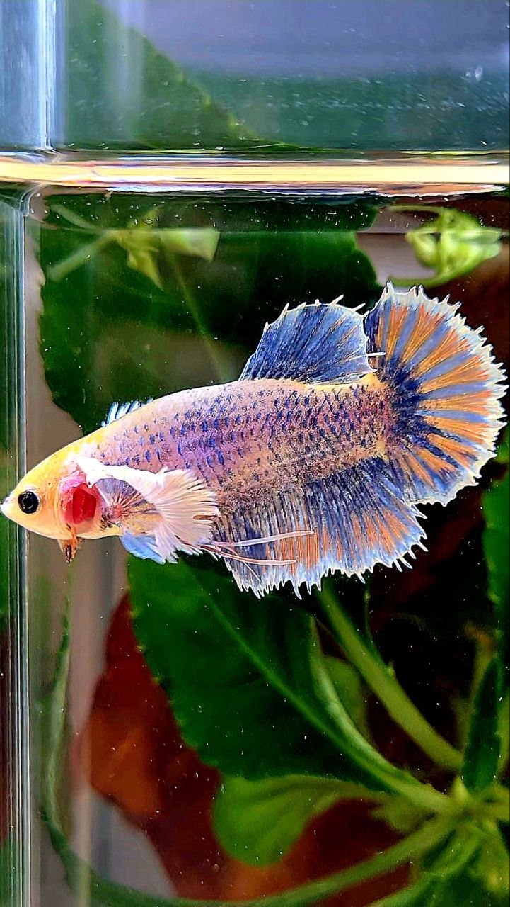 XL FEMALE HALFMOON SUPER DUMBO EAR YELLOW BLUE MASCOT BETTA FISH