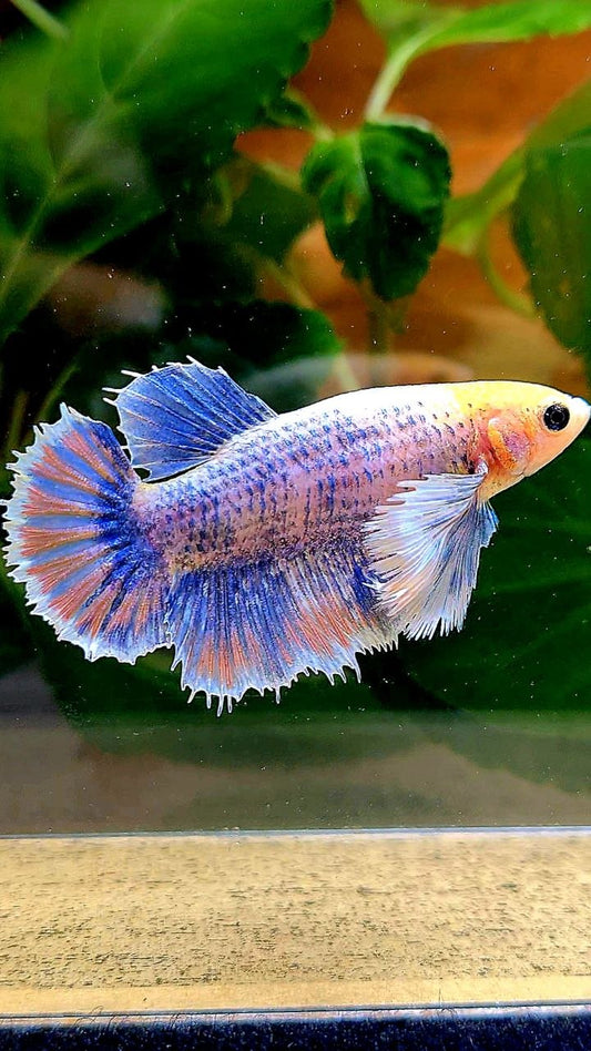 XL FEMALE HALFMOON SUPER DUMBO EAR YELLOW BLUE MASCOT BETTA FISH
