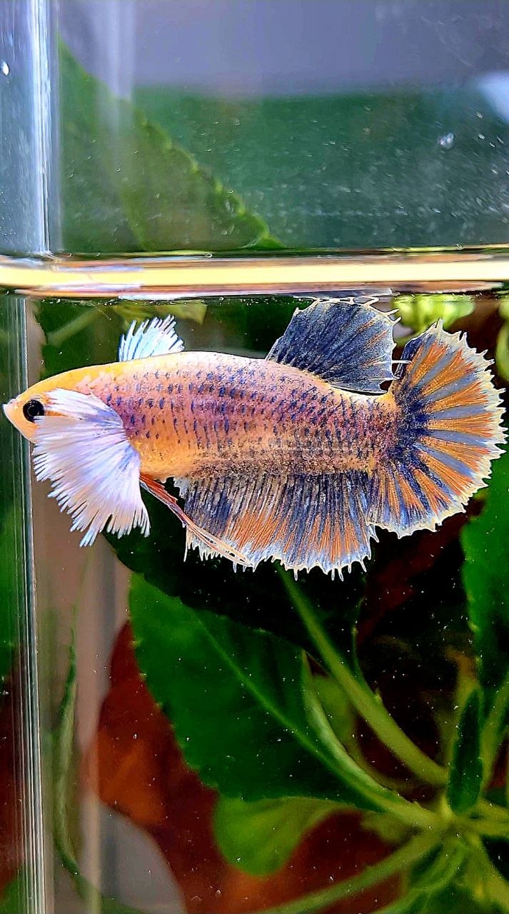 XL FEMALE HALFMOON SUPER DUMBO EAR YELLOW BLUE MASCOT BETTA FISH