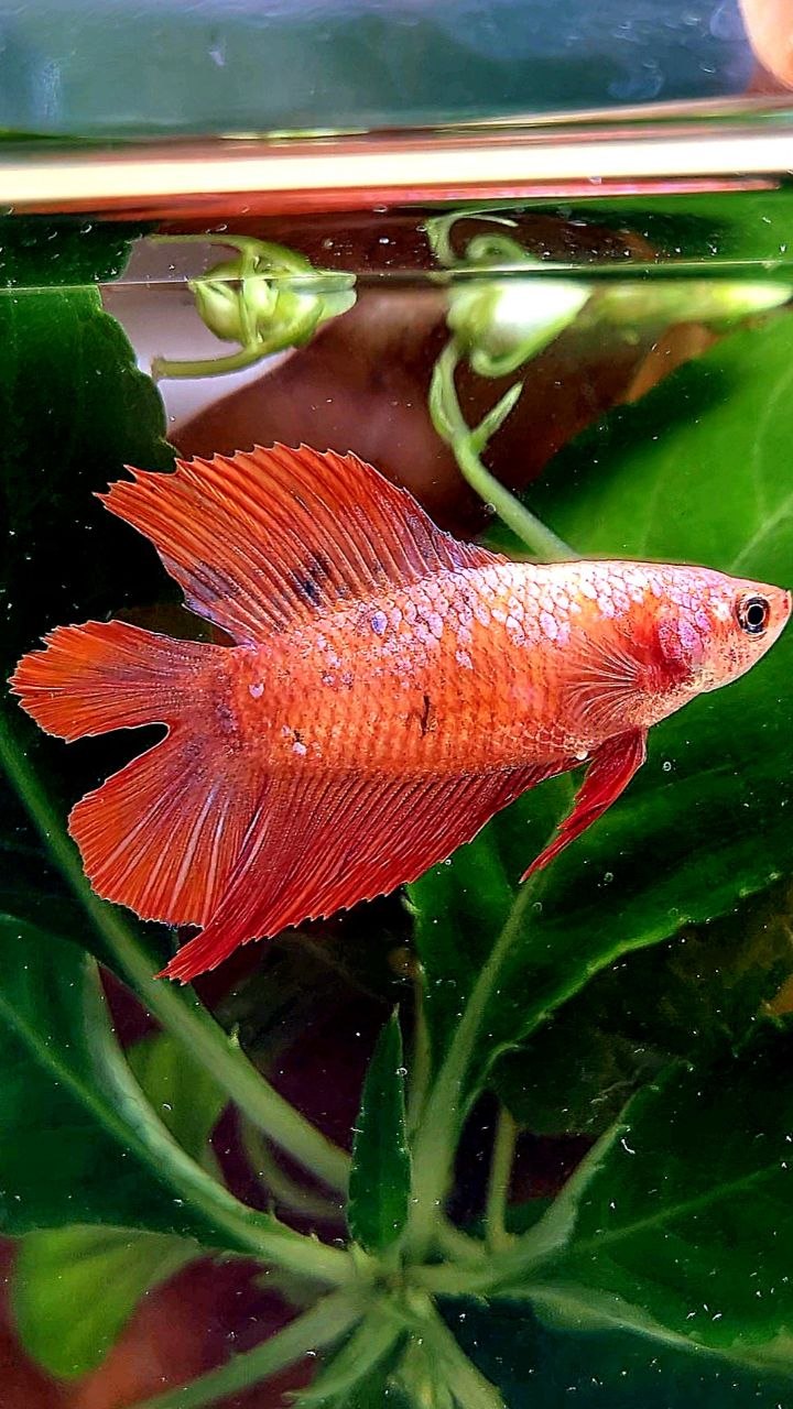 FEMALE HALFMOON DOUBLE TAIL RED BETTA FISH