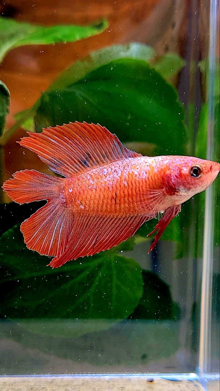 FEMALE HALFMOON DOUBLE TAIL RED BETTA FISH