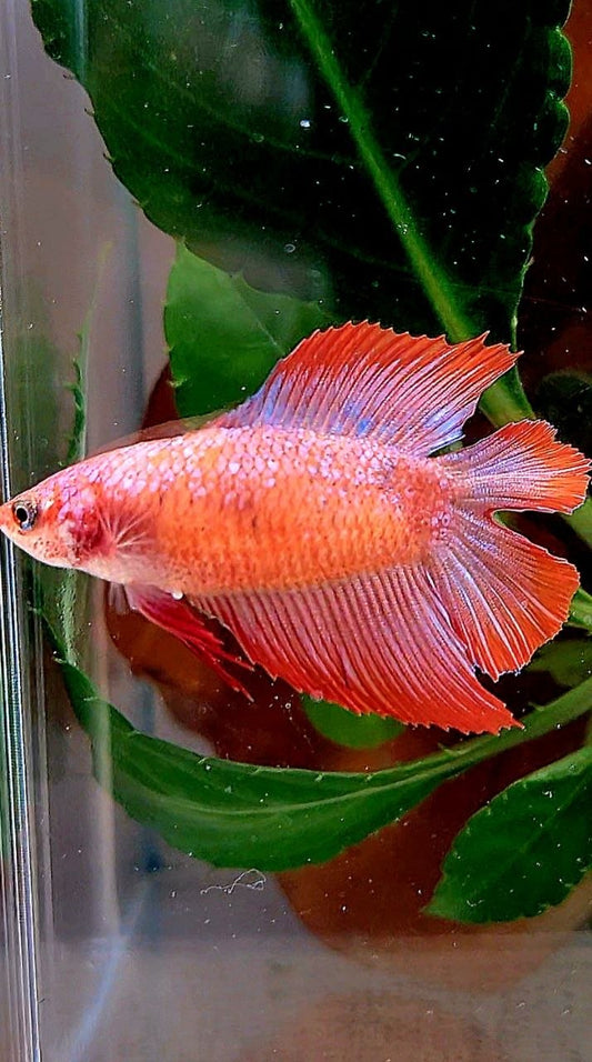 FEMALE HALFMOON DOUBLE TAIL RED BETTA FISH