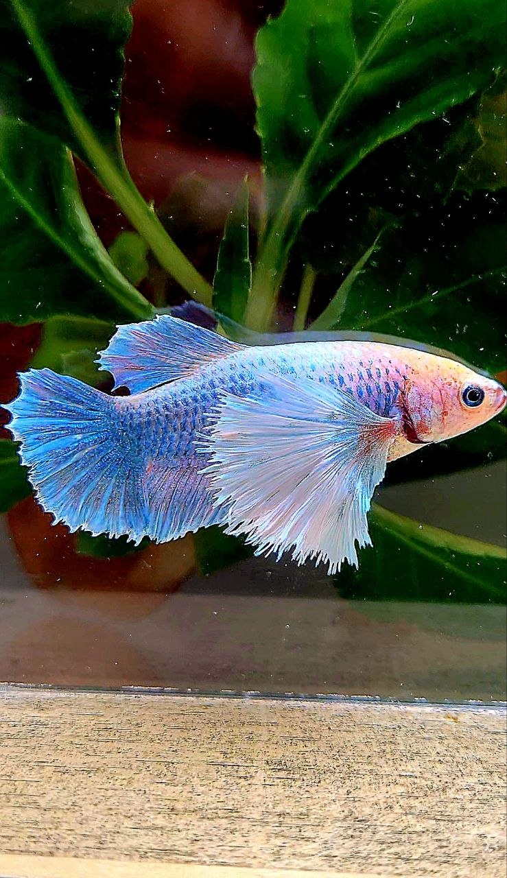 FEMALE PLAKAT SUPER DUMBO EAR BLUE MASCOT BETTA FISH