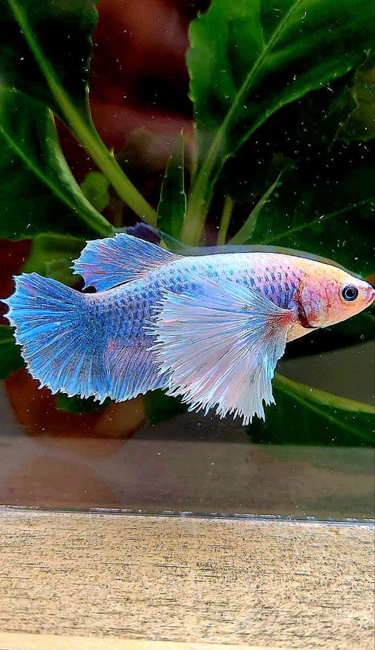 FEMALE PLAKAT SUPER DUMBO EAR BLUE MASCOT BETTA FISH