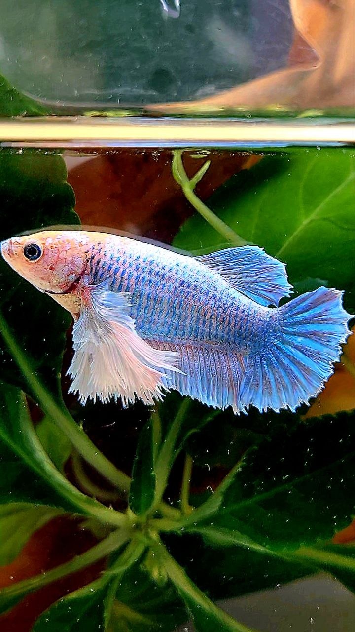 FEMALE PLAKAT SUPER DUMBO EAR BLUE MASCOT BETTA FISH
