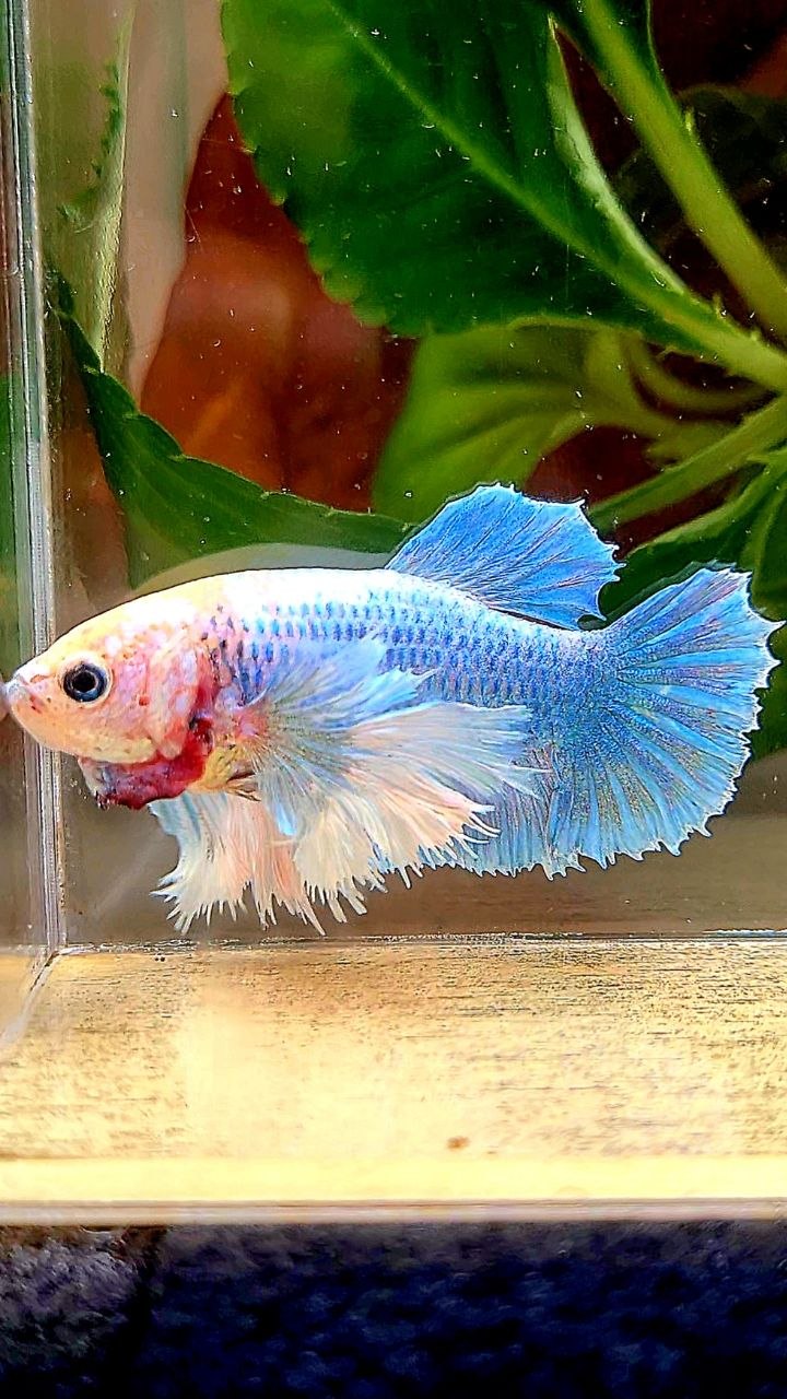 FEMALE PLAKAT SUPER DUMBO EAR BLUE MASCOT BETTA FISH