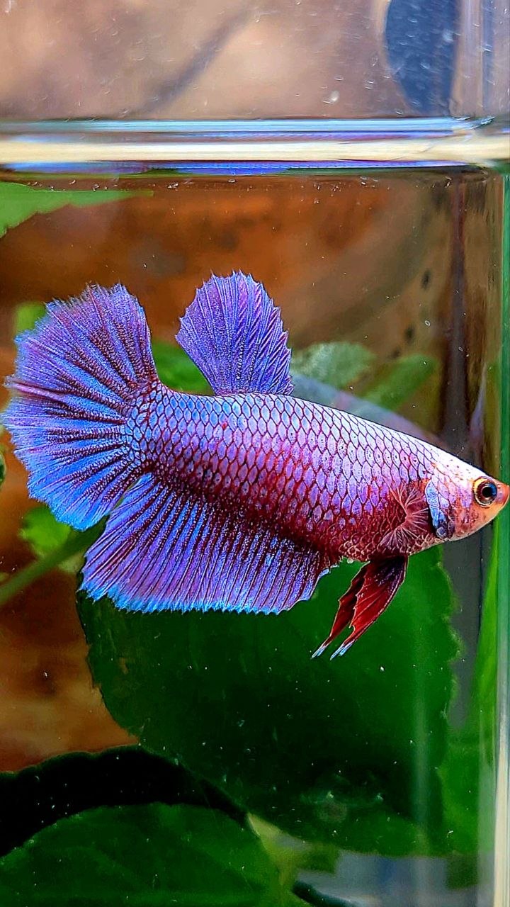 FEMALE HALFMOON PINK AURORA PURPLE UNICORN BETTA FISH