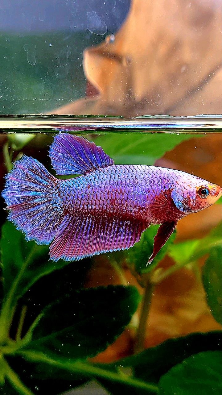 FEMALE HALFMOON PINK AURORA PURPLE UNICORN BETTA FISH