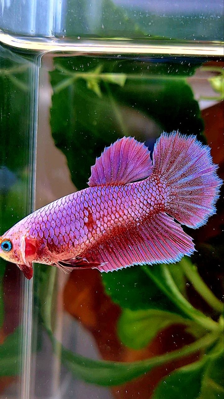 FEMALE HALFMOON PINK AURORA PURPLE UNICORN BETTA FISH