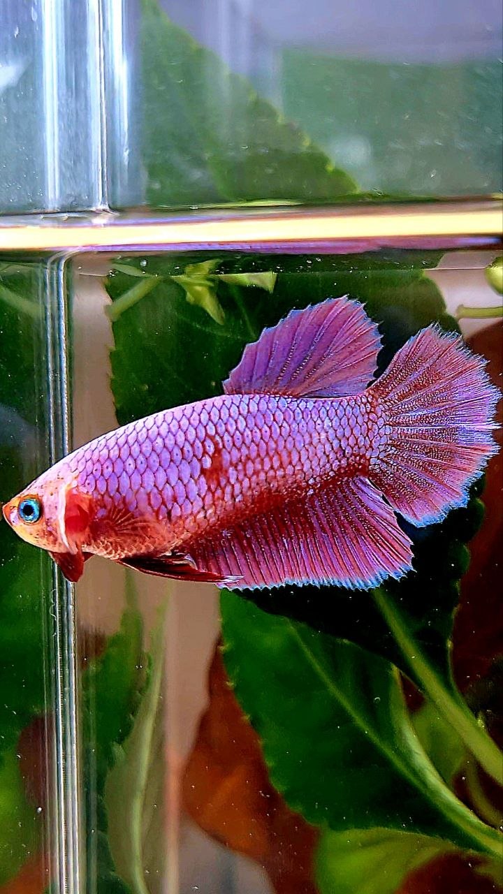 FEMALE HALFMOON PINK AURORA PURPLE UNICORN BETTA FISH