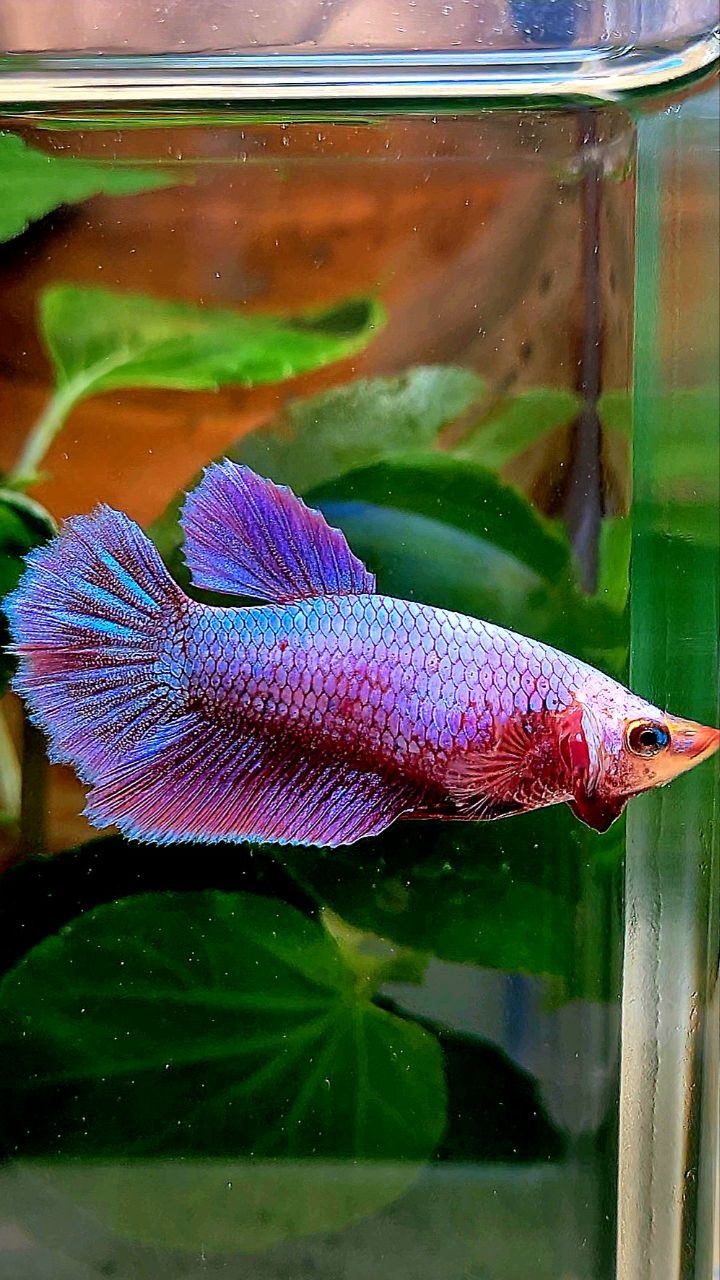 FEMALE HALFMOON PINK AURORA PURPLE UNICORN BETTA FISH
