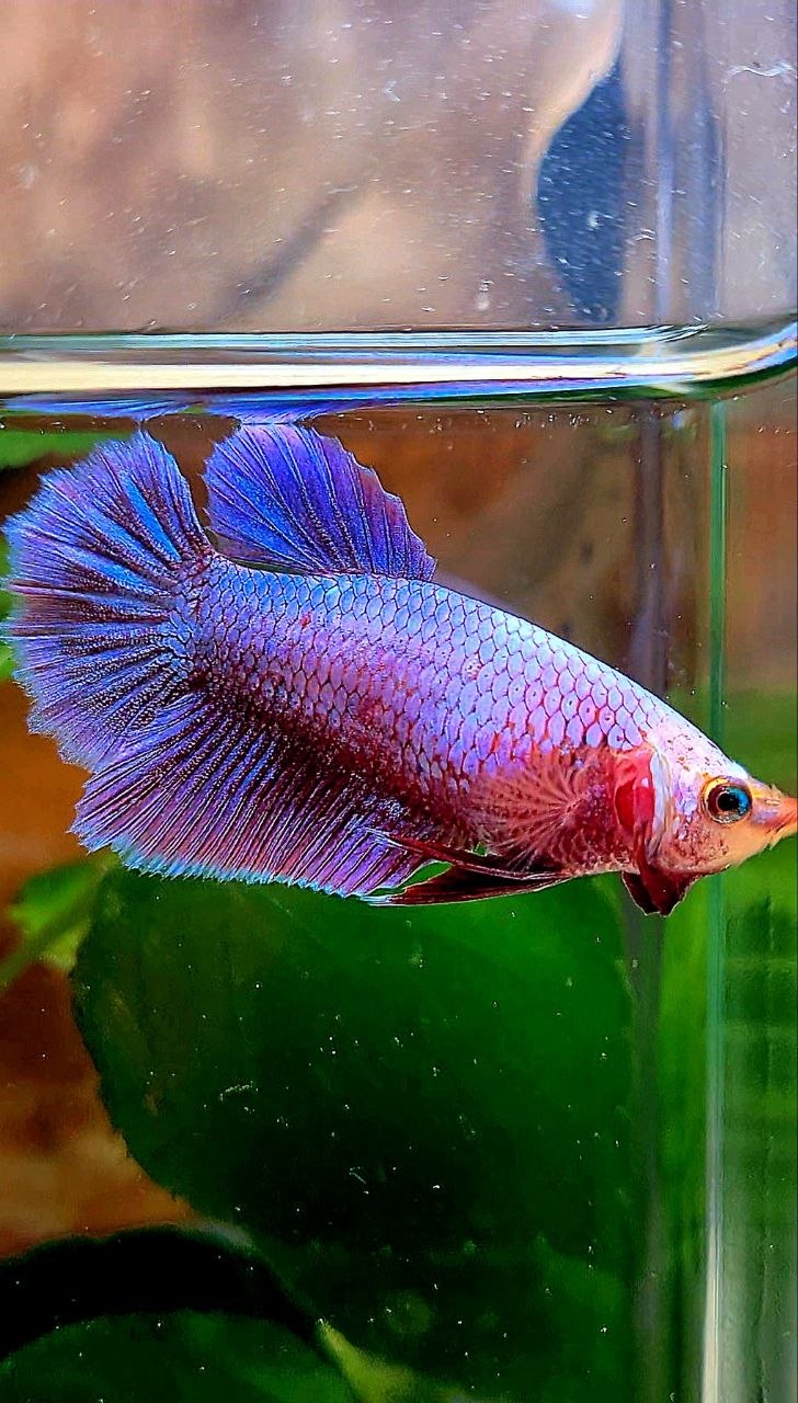 FEMALE HALFMOON PINK AURORA PURPLE UNICORN BETTA FISH