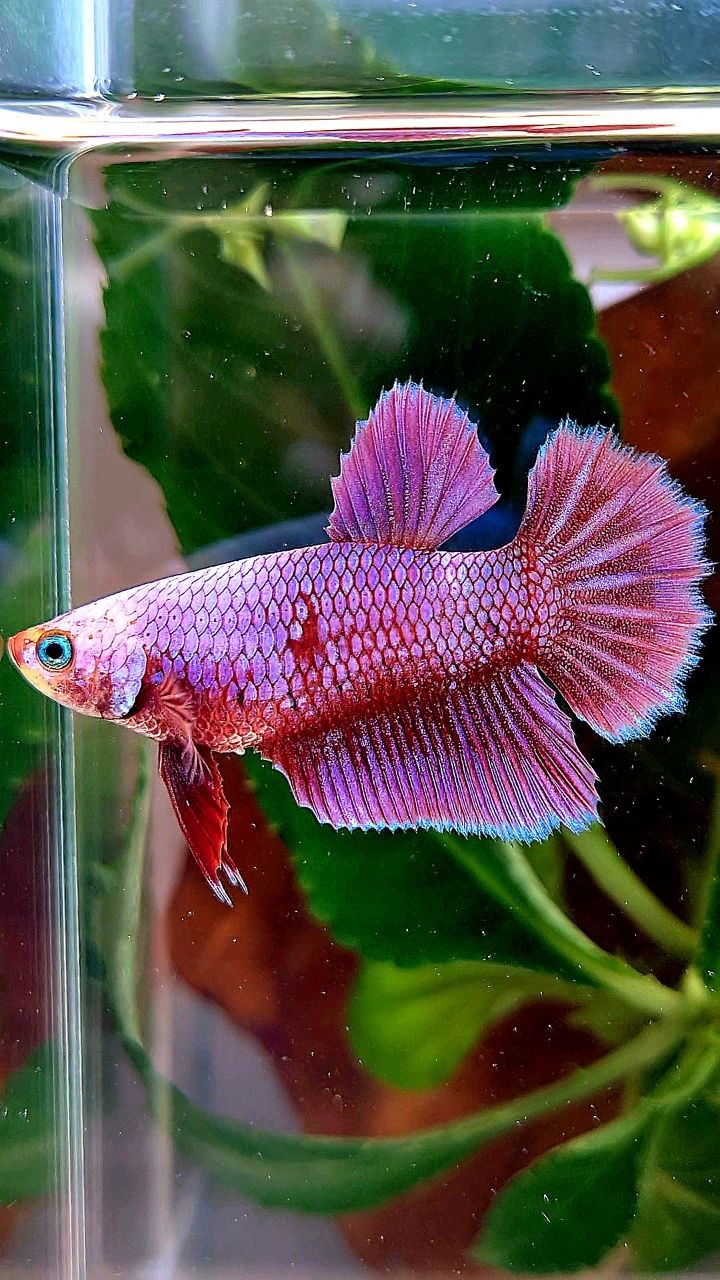 FEMALE HALFMOON PINK AURORA PURPLE UNICORN BETTA FISH