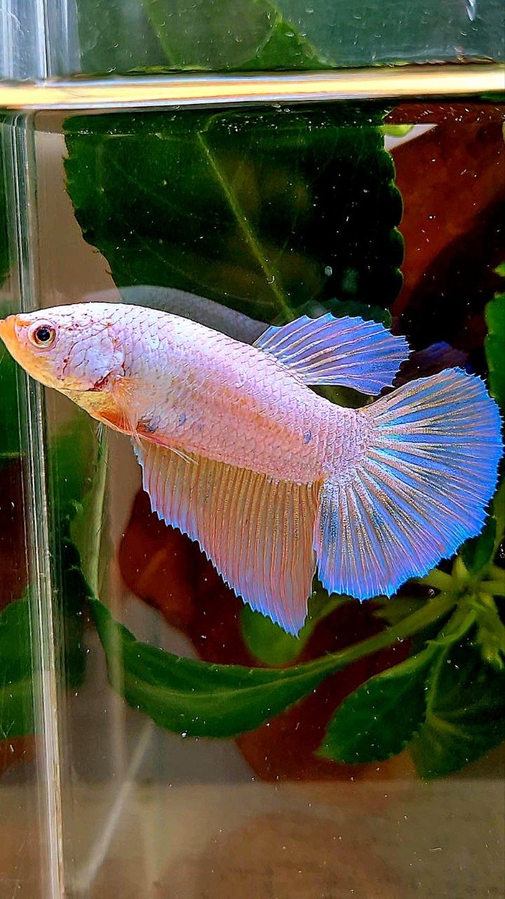XL FEMALE HALFMOON FLAMINGGO BETTA FISH